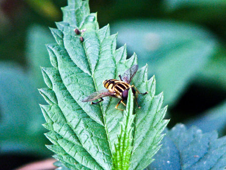 Hoverfly on a green leaf of a plant in the garden