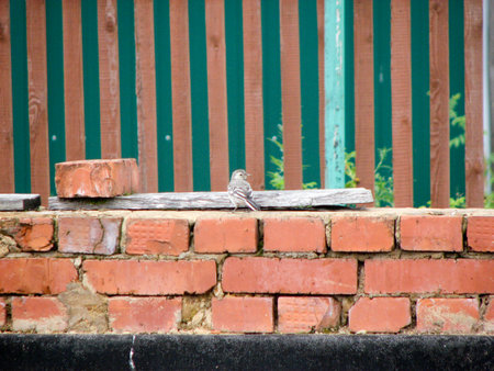 A sparrow sits on a red brick wall in a backyard.の写真素材