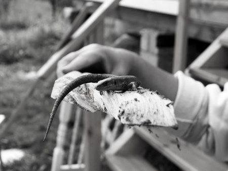 Lizard on the hand of a child in black and white.