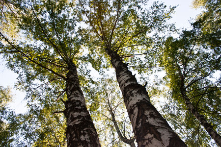 birch forest view from below into the sky, autumn nature