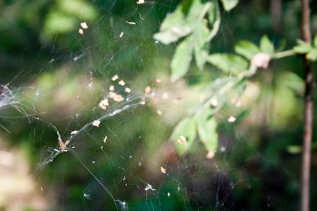 spider web in the forest, macro photo with shallow depth of fieldの写真素材