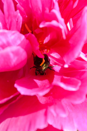 Macro of a beetle on a pink peony flower in the garden