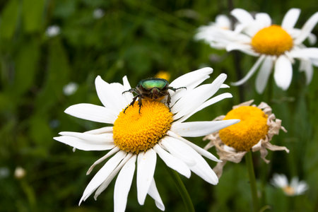 Green chafer (Cetonia aurata) on camomile flower