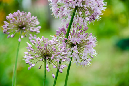 Close up of Allium flowers (Allium giganteum)