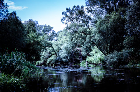 River landscape with trees and blue sky. River in the forest.の写真素材