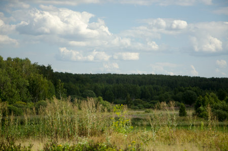 Summer landscape with green meadow, forest and blue sky with cloudsの写真素材