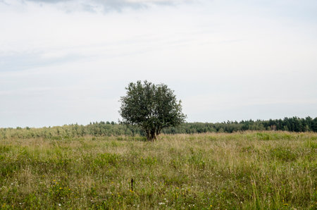 Lonely tree on the meadow. Summer landscape with lonely treeの写真素材