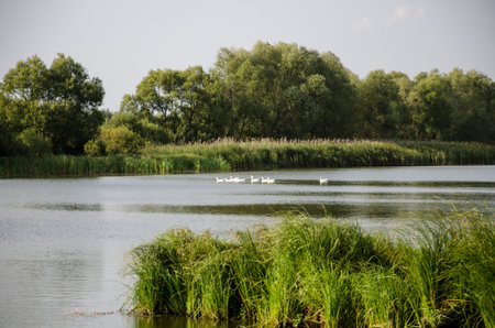 beautiful landscape with a lake, trees and swans in the water