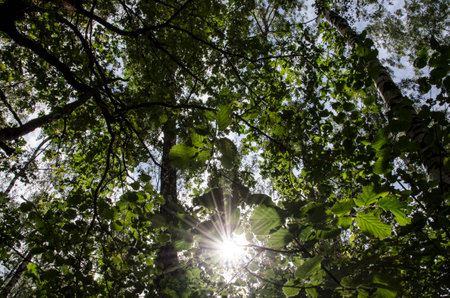 Sunlight through the branches of trees in the forest, summer seasonの写真素材
