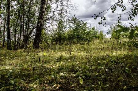 summer birch forest with green foliage and low clouds in the backgroundの写真素材