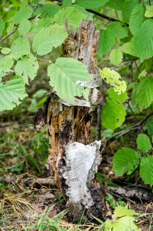 Old rotten tree stump in the forest with green leaves and branches.の写真素材