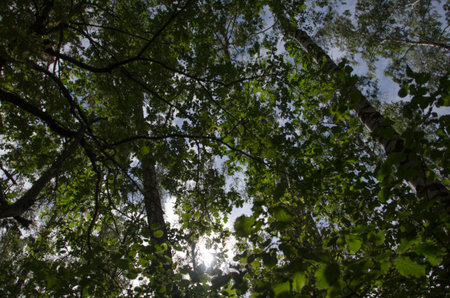 forest trees view from below into the sky. nature green wood sunlight backgroundsの写真素材