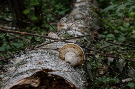 Lingzhi mushroom growing on a dead tree in the forestの写真素材
