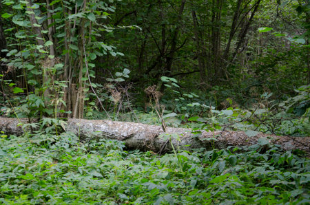 Fallen tree in the forest. A fallen tree in the forest.