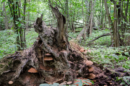 Trees in the forest with mushrooms growing on them, close up
