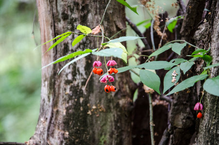 Hawthorn berries in the forest in Countryside of Moscow, Russiaの写真素材