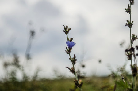 Blue cornflower on a meadow in the summer. Selective focus.