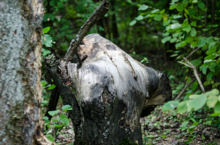 tree stump in the forest, closeup of photo with selective focus