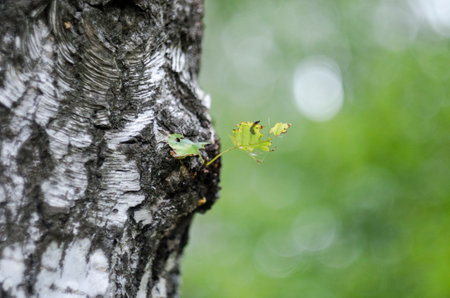 green grasshopper on birch tree in the forest at springの写真素材