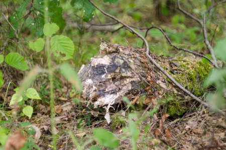 Old stump in the forest. Close-up. Selective focus.の写真素材