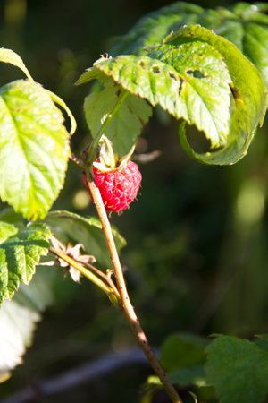 Raspberry on a branch with green leaves in the garden in summer