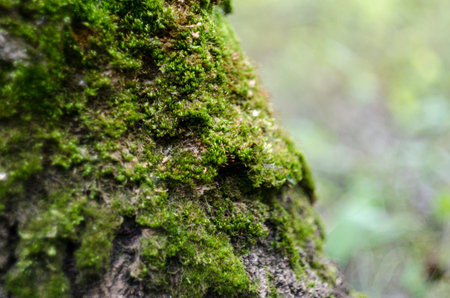 Green moss on the bark of an old tree, close-upの写真素材