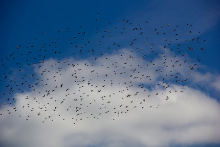 flock of birds flying in the blue sky, closeup of photo