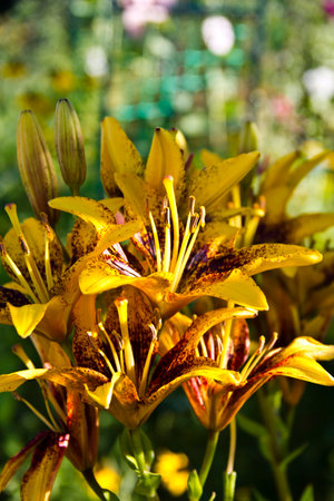Yellow lily flowers in the garden. Close up of yellow lily flowers.の写真素材