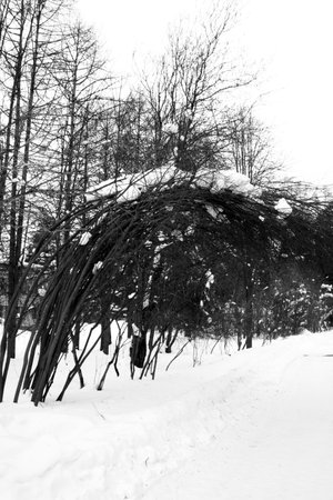 Snow-covered trees in the park. Black and white photo.の写真素材
