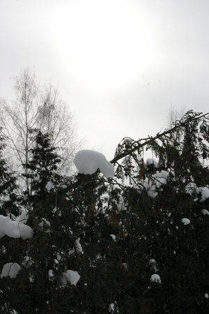Snowball on a branch of a tree in the winter forest.の写真素材