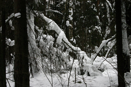 Winter forest with trees covered with snow. Beautiful winter landscape in the forest.の写真素材