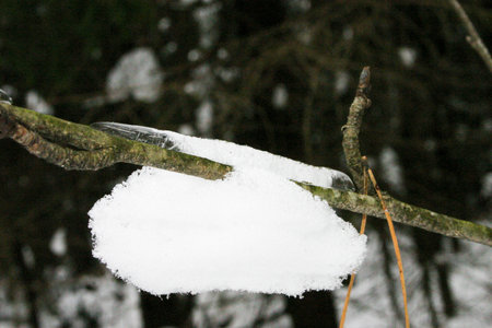 Snow on a branch of a tree in the forest, close-upの写真素材