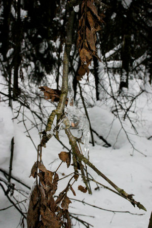 Icicles on the branches of a tree in the winter forestの写真素材