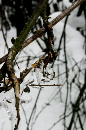 Ice on the branches of a tree in the winter forest. Winter backgroundの写真素材
