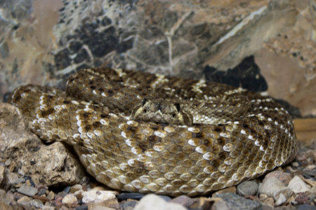 Western diamondback rattlesnake (Crotalus atrox)の写真素材