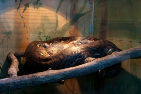 Boa constrictor in a cage at the zoo. Animal theme