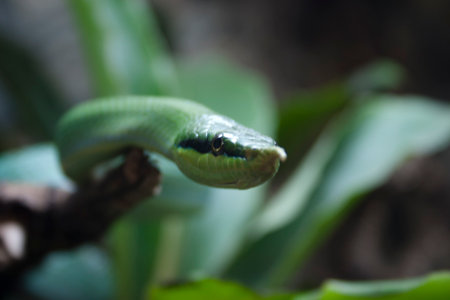 Green snake in the jungle. Green snake in the rainforest.