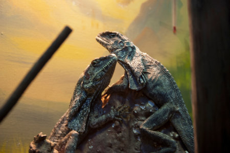 Lizard in the zoo, closeup of photo, beautiful photo digital pictureの写真素材