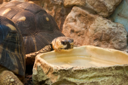 African spurred tortoise (Geochelone sulcata)の写真素材