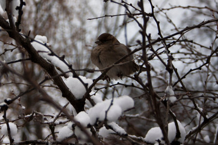 Sparrow sitting on a branch in the snow in the winterの写真素材