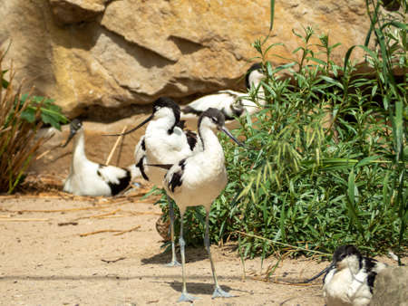 Bird Sandpiper Avocet with a thin long curved beak. Bird on the shore near the water.の写真素材