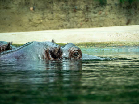 hippopotamus. Hippo close up. hippopotamus in the water.の写真素材