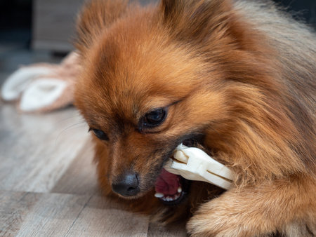 Spitz dog chews on a dog bone. A red pointed gnaws on a bone made of pressed rawhide in the shape of a bone.の写真素材