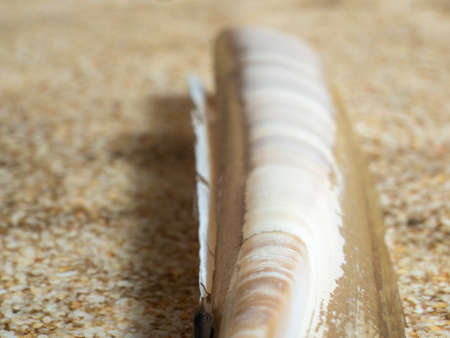 The texture of the surface of the shell. Shell close up.の写真素材