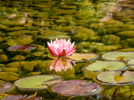 Lilies in the pond. Blooming lilies on the water. Beautiful lilies.の写真素材
