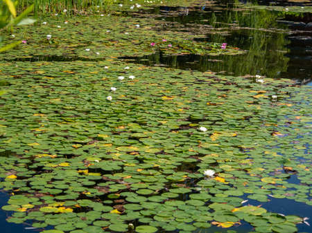 Lilies in the pond. Blooming lilies on the water. Beautiful lilies.の写真素材