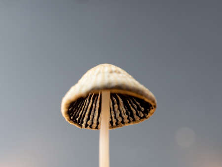 Fly agaric close up. Macro shot of a toadstool. nature.の写真素材