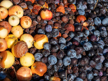 Rotten apples and plums. Moldy fruits. Rotting apples and plums close up.の写真素材