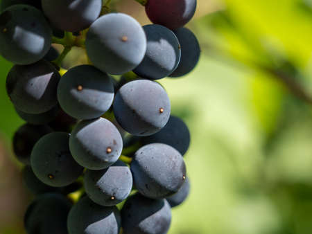 grape. Grapes in the garden. Grapes close up. Ripe grapes.の写真素材
