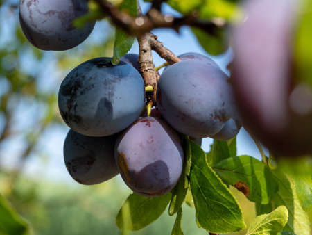 Beautiful background of red ripe plums on the tree. Ripe plums on the branches of a tree.の写真素材
